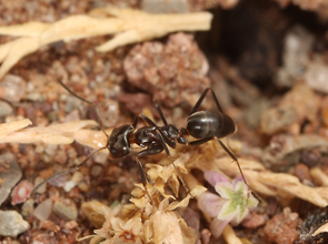 Dorymyrmex insanus worker