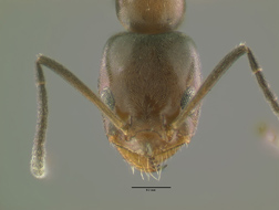 Forelius pruinosus head view