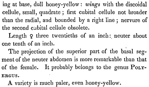 species description for Tapinoma sessile (second page)