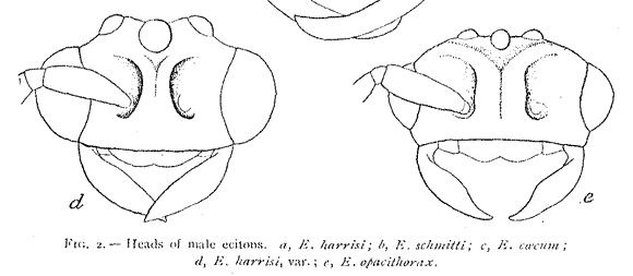 a line drawing of a male head, full frontal view