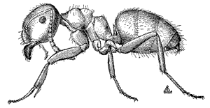 Lasius umbratus worker