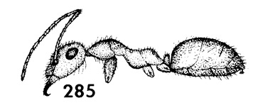 head and side view drawing of mendax worker