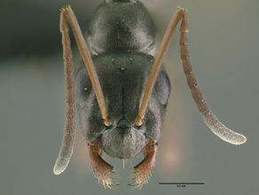 Formica argentea head view