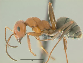 Formica dakotensis, side view