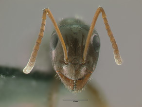 Formica neogagates head view