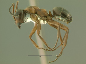 Formica neorufibarbis, side view