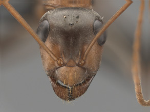 Formica xerophila head view