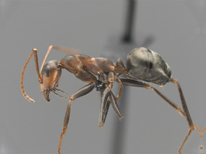 Formica xerophila, side view