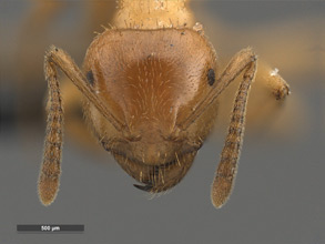 Lasius coloradensis head view