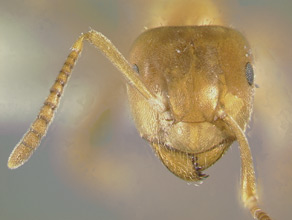 Lasius umbratus side view