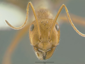 Myrmecocystus mendax head view