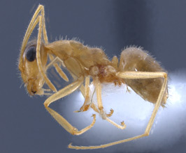 Myrmecocystus testaceus side view