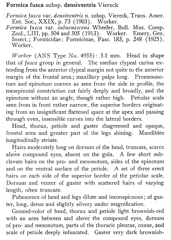 the original species description for Formica densiventris (second page)