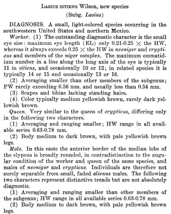 the original species description for Lasius sitiens (first page)