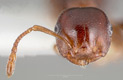 Crematogaster larreae head view