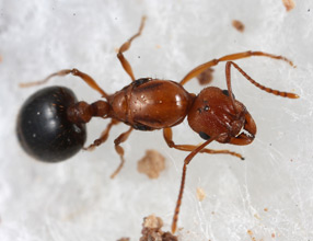 A Aphaenogaster uinta dealate queen