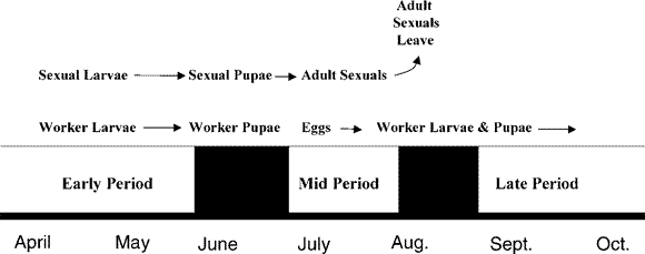 life cycle of Pheidole ceres