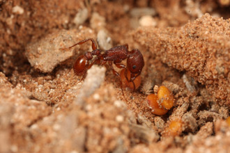 a forager gathering a seed