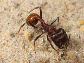 A Pogonomyrmex rugosus forager