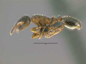 Leptothorax crassipilis side view