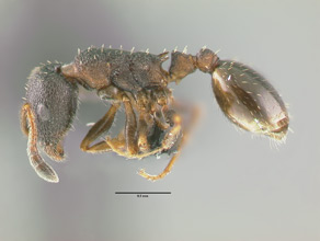 Leptothorax muscorum side view