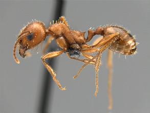 Messor smithi, side view