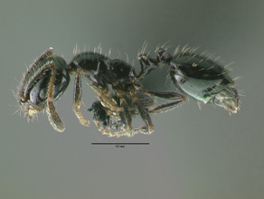 Monomorium cyaneum side view