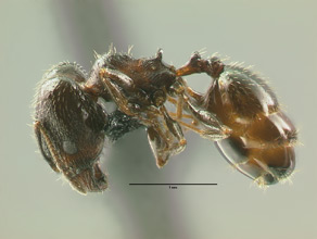 Pheidole ceres, side view