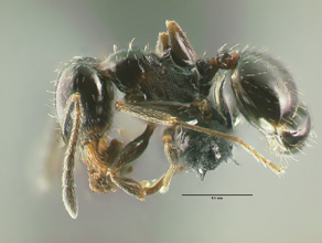 Pheidole ceres minor, side view