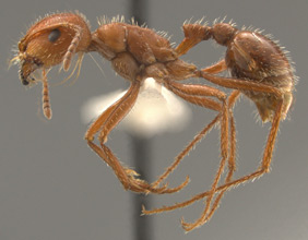 Pogonomyrmex maricopa, side view