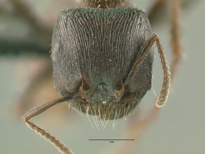 Pogonomyrmex rugosus head view