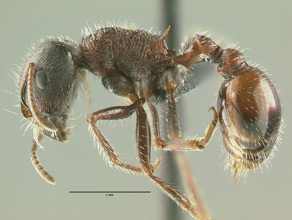 Pogonomyrmex rugosus side view, worker