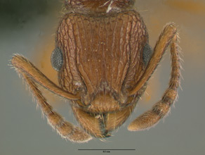 Tetramorium hispidum head view