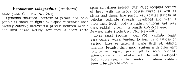 the original species description for Messor lobognathus (first page)