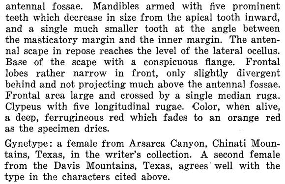 original description for Pogonomyrmex imberbiculus (fourth page)