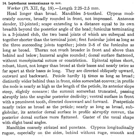 the original species description for Temnothorax neomexicanus (first page)